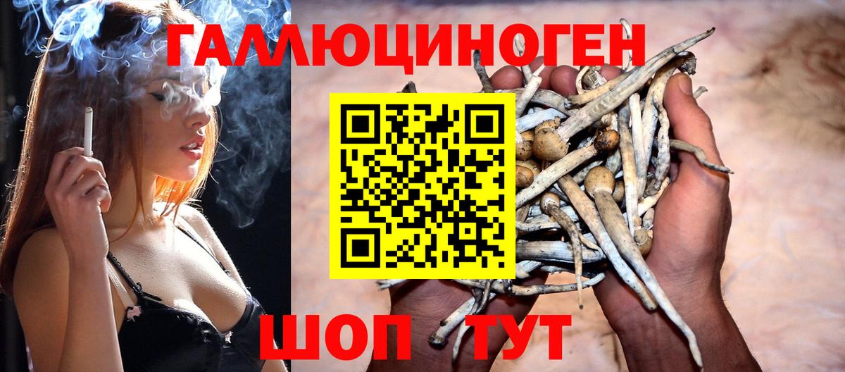 Энгельс  Псилоцибиновые грибы Cubensis  Вход с VPN 
